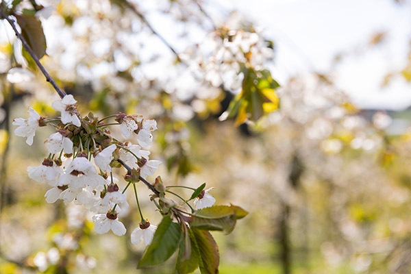 Kirschblüte im Frühjahr