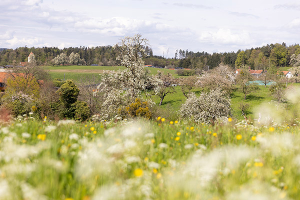 Kirschblüte im Frühjahr