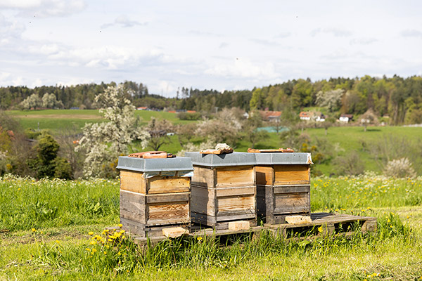 Unsere fleißigen Bienen liefern feinsten Honig