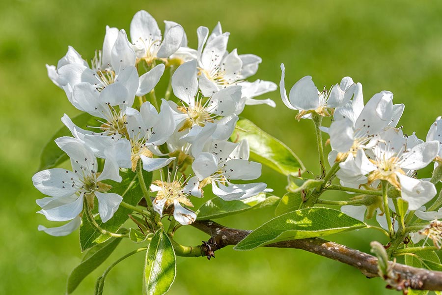 Ferienwohnung Birnenblüte