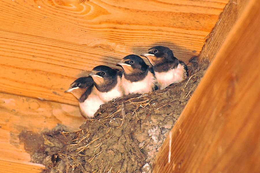 Ferienwohnung Schwalbennest