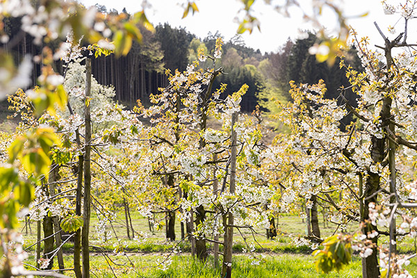 Die Kirschbäume stehen in voller Blüte