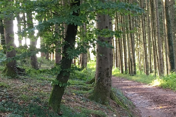 Die Schnitzeljagd führt auch durch den Wald