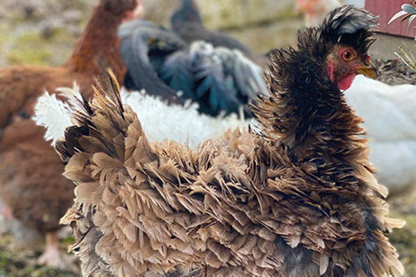 Unsere glücklichen Hühner sorgen für frische Frühstückseier