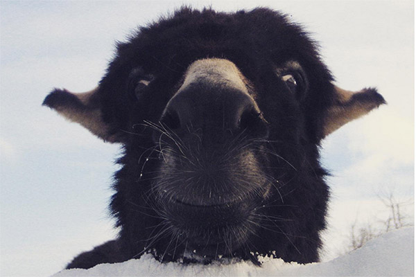 Wer guckt denn da so neugierig aus dem Schnee heraus?